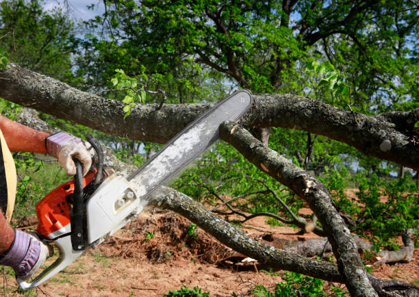 The Steps Involved in Our Tree Care Process in East Washington, PA